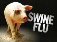 swine-flu-pig